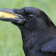 An American crow